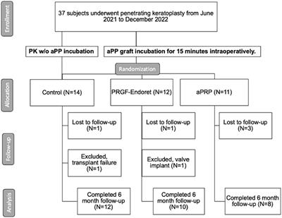 Safety of intraoperative autologous plasma incubation of corneal grafts for reducing endothelial cell loss: a pilot study